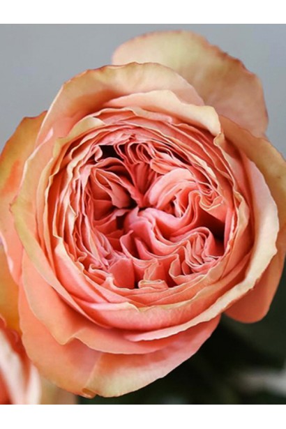 Крупний план квітки троянди Кахала